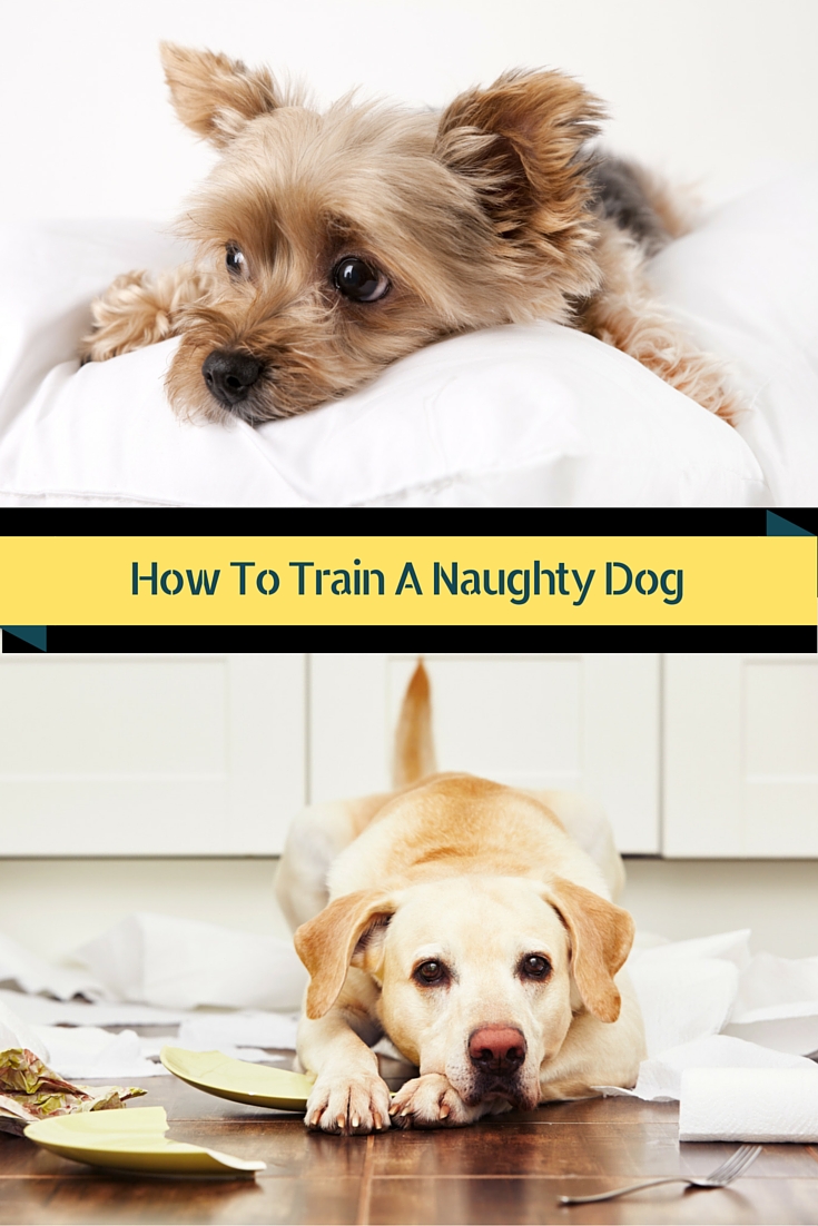 How to train a naughty dog - 3 rules to help you