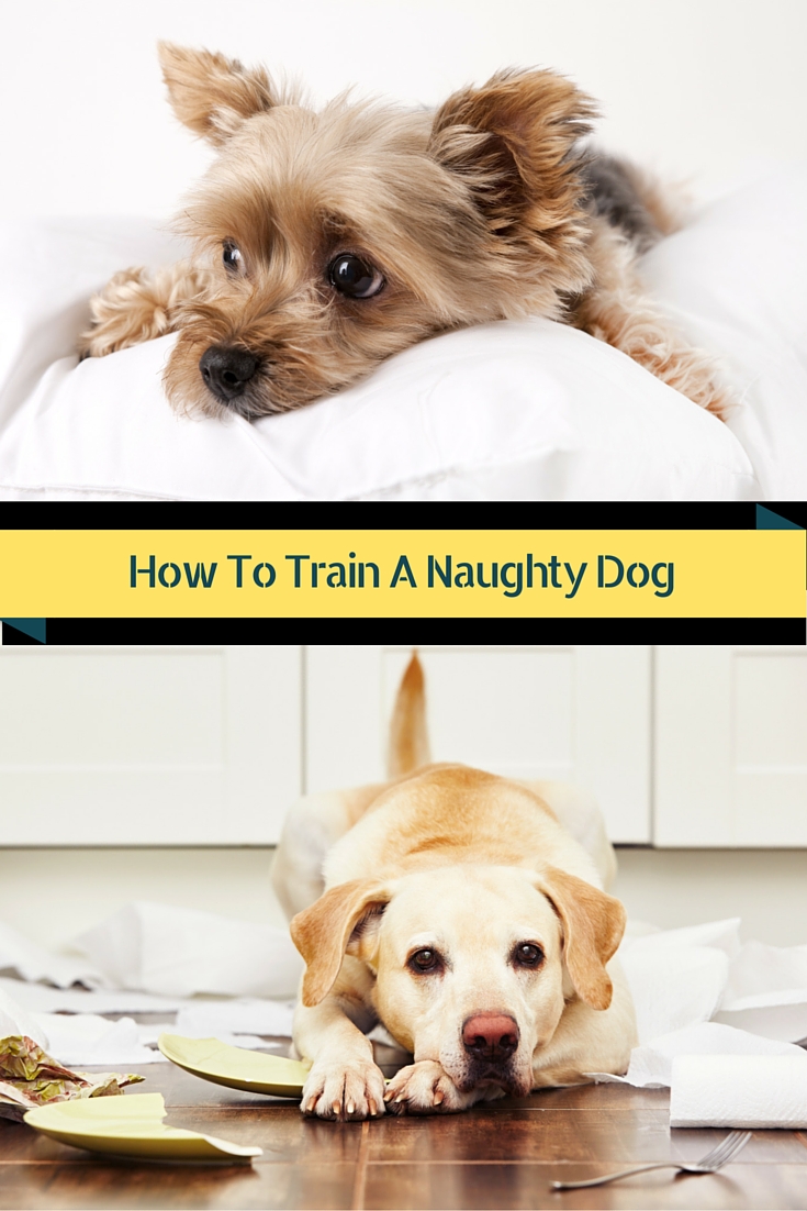 Dumpy Dog / Naughty Dog