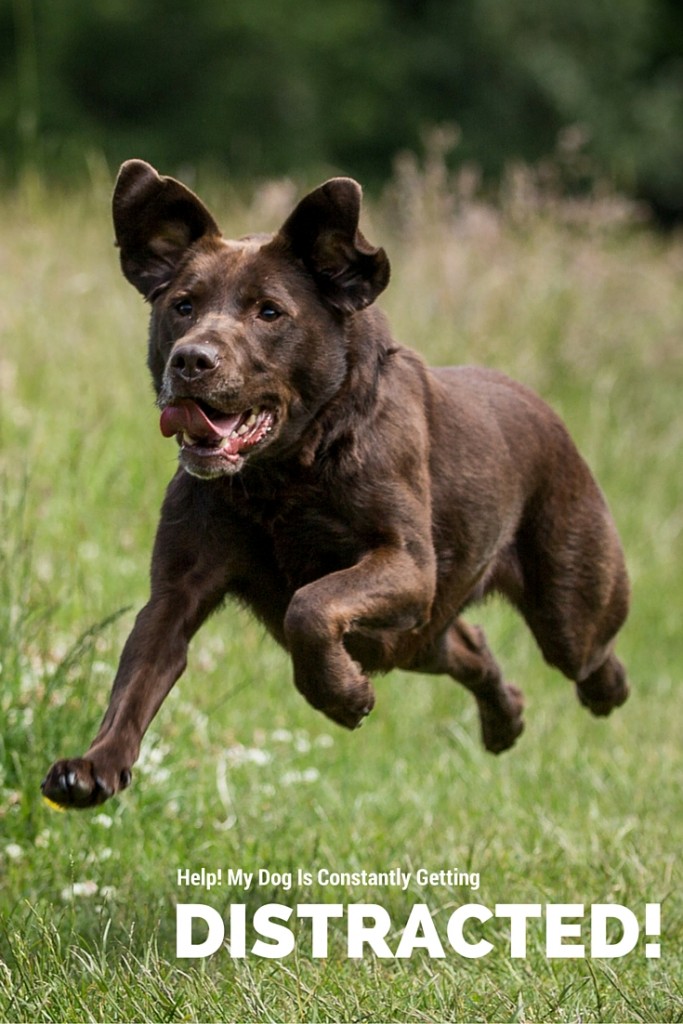 Help! My Dog Is Distracted The Happy Puppy Site