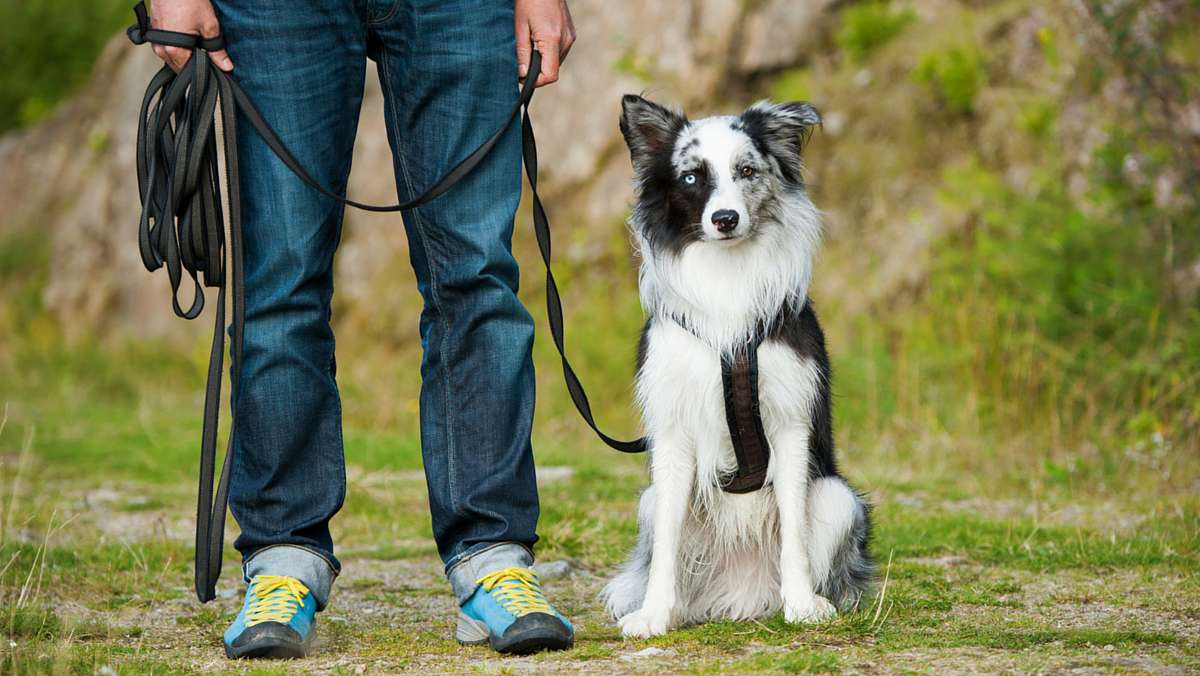 Training Dog Where To Poop