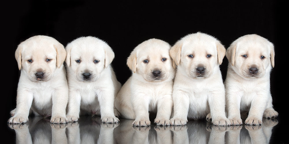 labrador compared to golden retriever