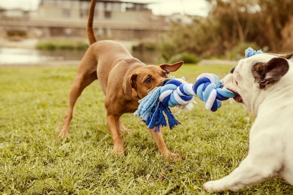 Puppy Toys The Best Dog Toys For Puppies The Happy Puppy Site