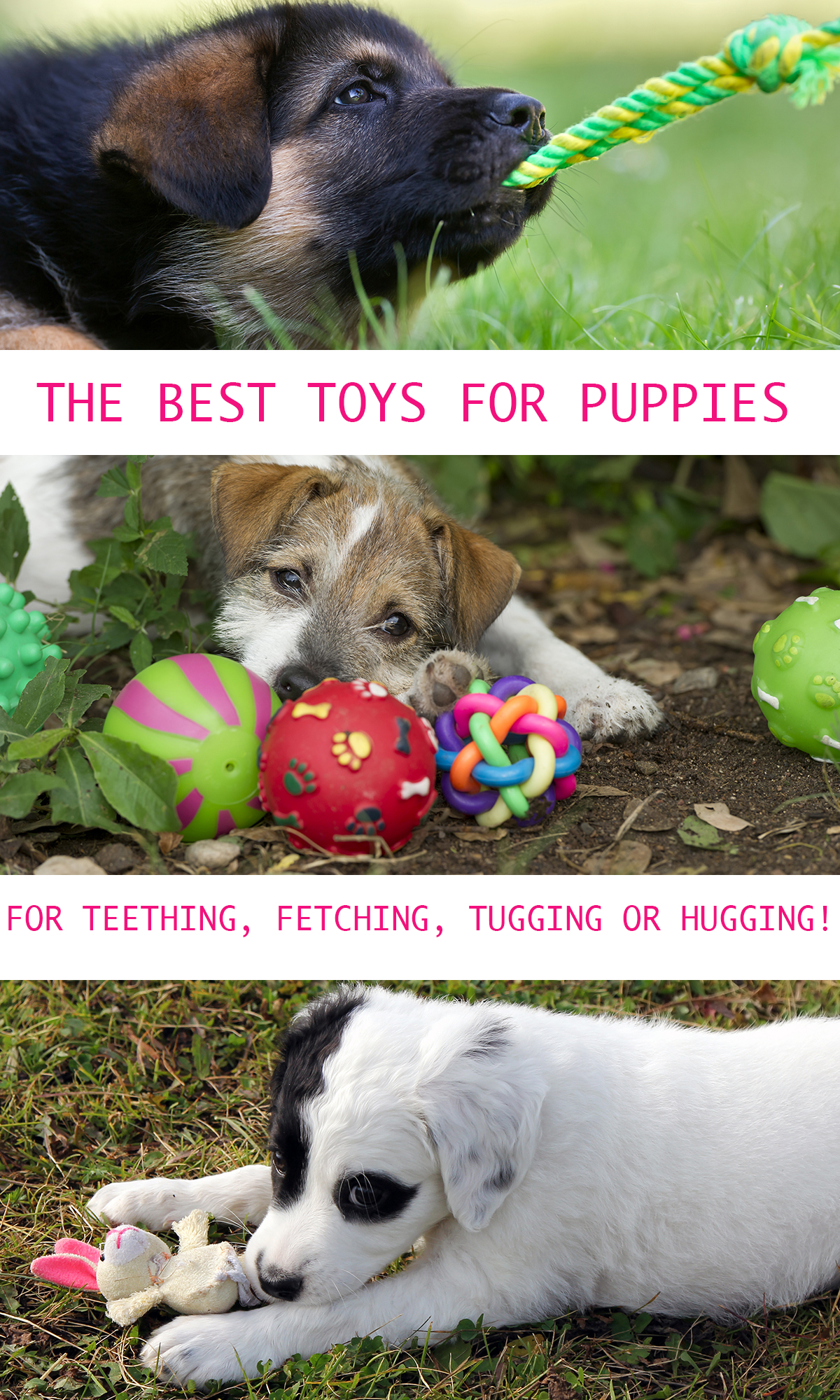 fun puppy toys