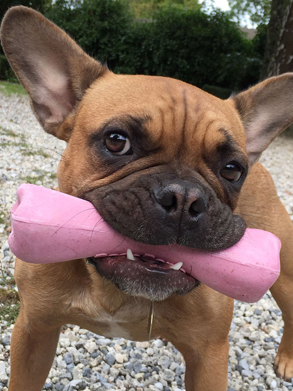 French Bulldog: A Complete Guide - The Happy Puppy Site