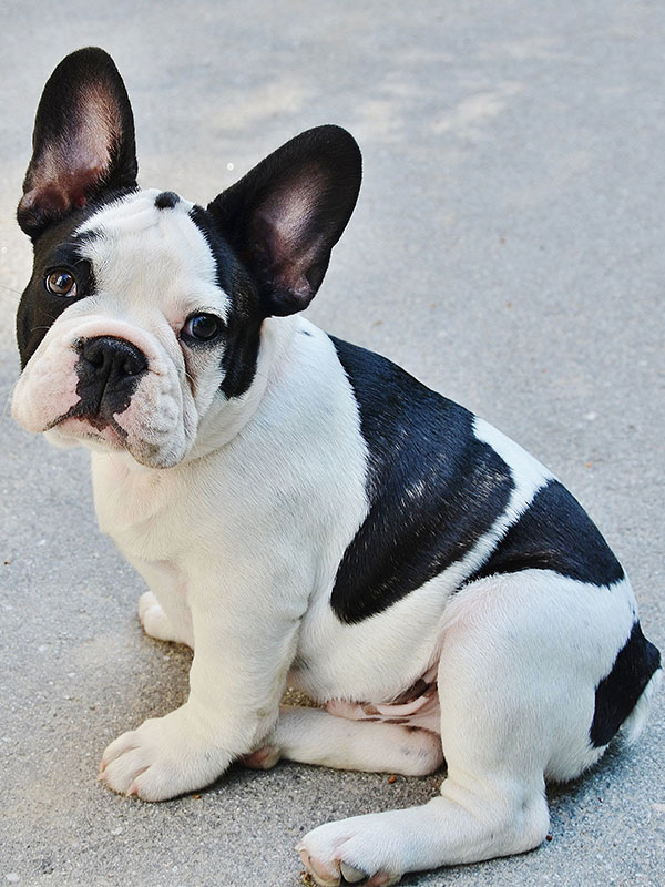 Solid white hot sale french bulldog