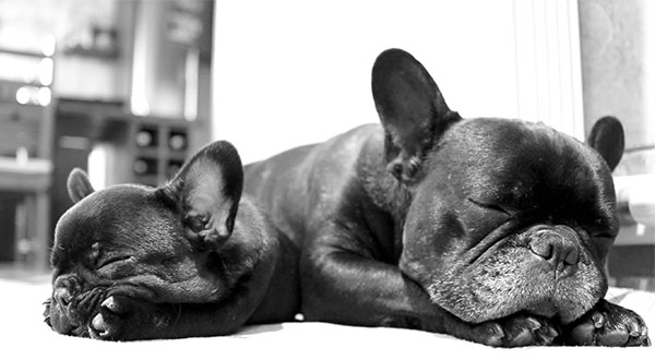 french bulldog