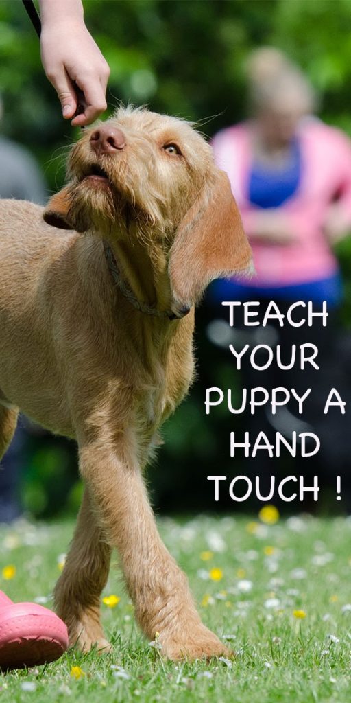 Hand Targeting Dog Training How To Teach Your Puppy To Touch Your Hand