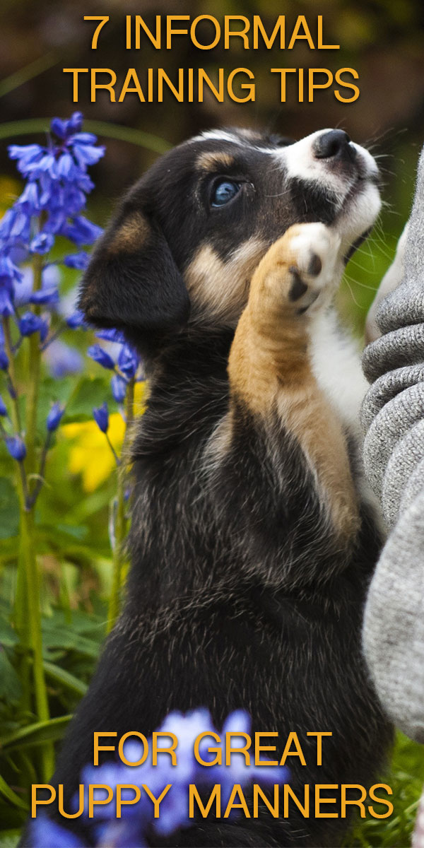 7 top tips for great puppy manners