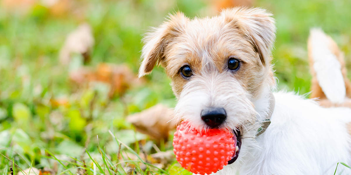 toys for puppies to play with