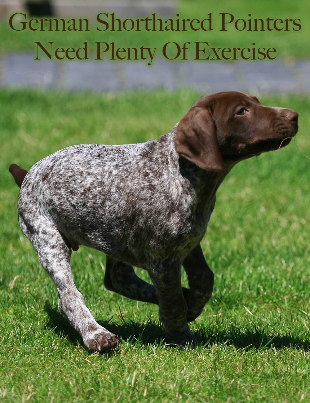 german shorthaired pointer exercise ideas