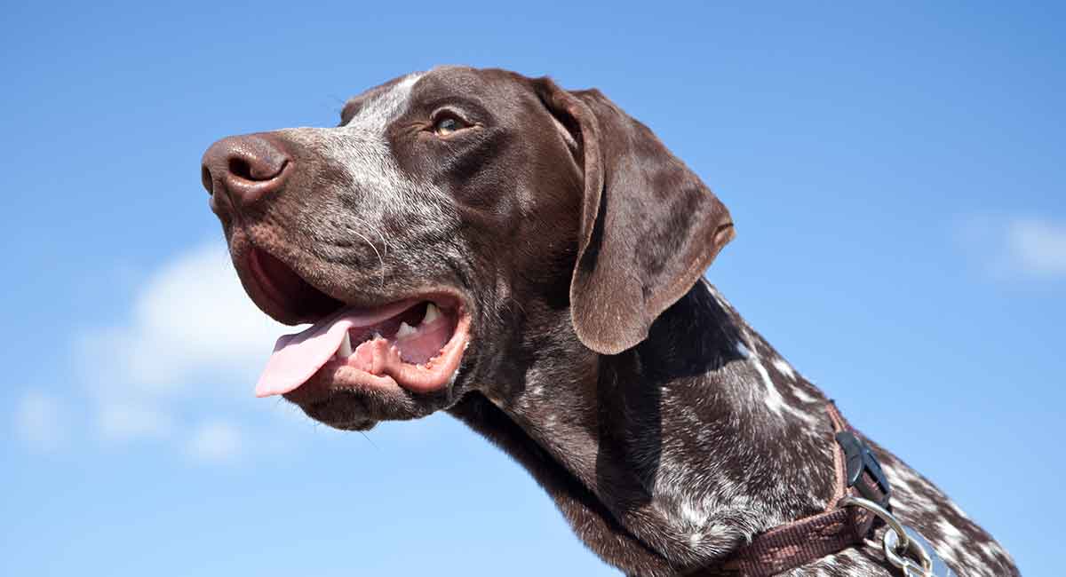 German Shorthaired Pointer Breed Information Center: A GSP Dog Guide