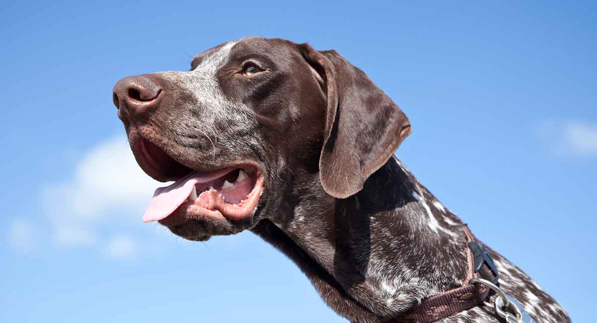 what is the breed of german longhaired pointer