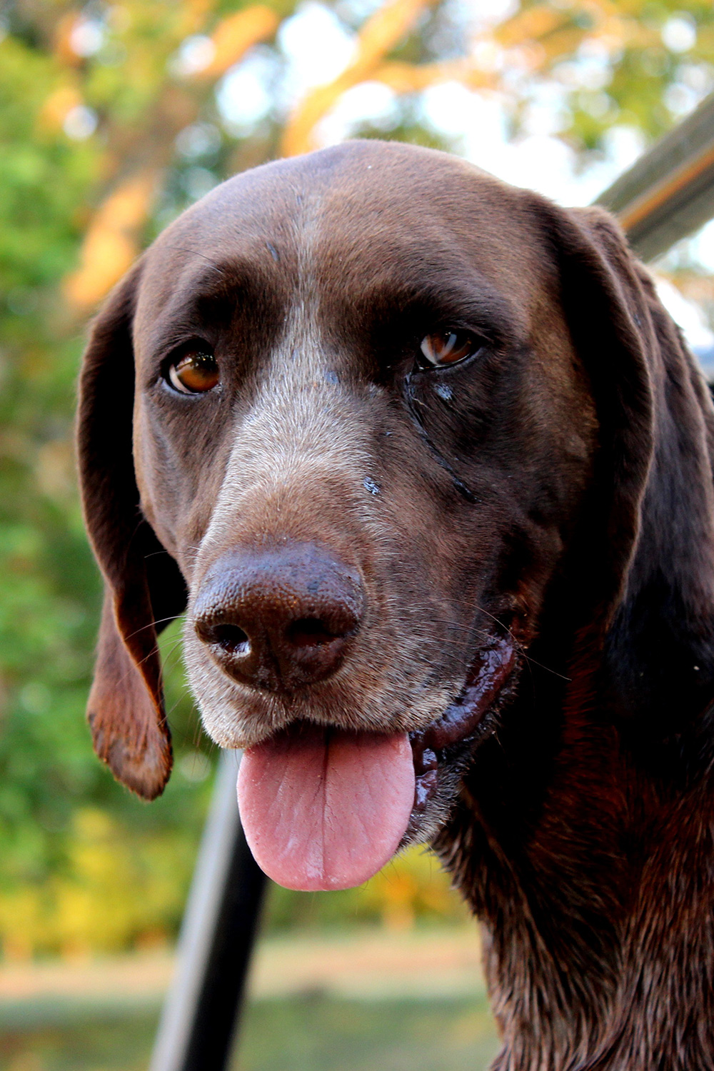 do german longhaired pointer shed