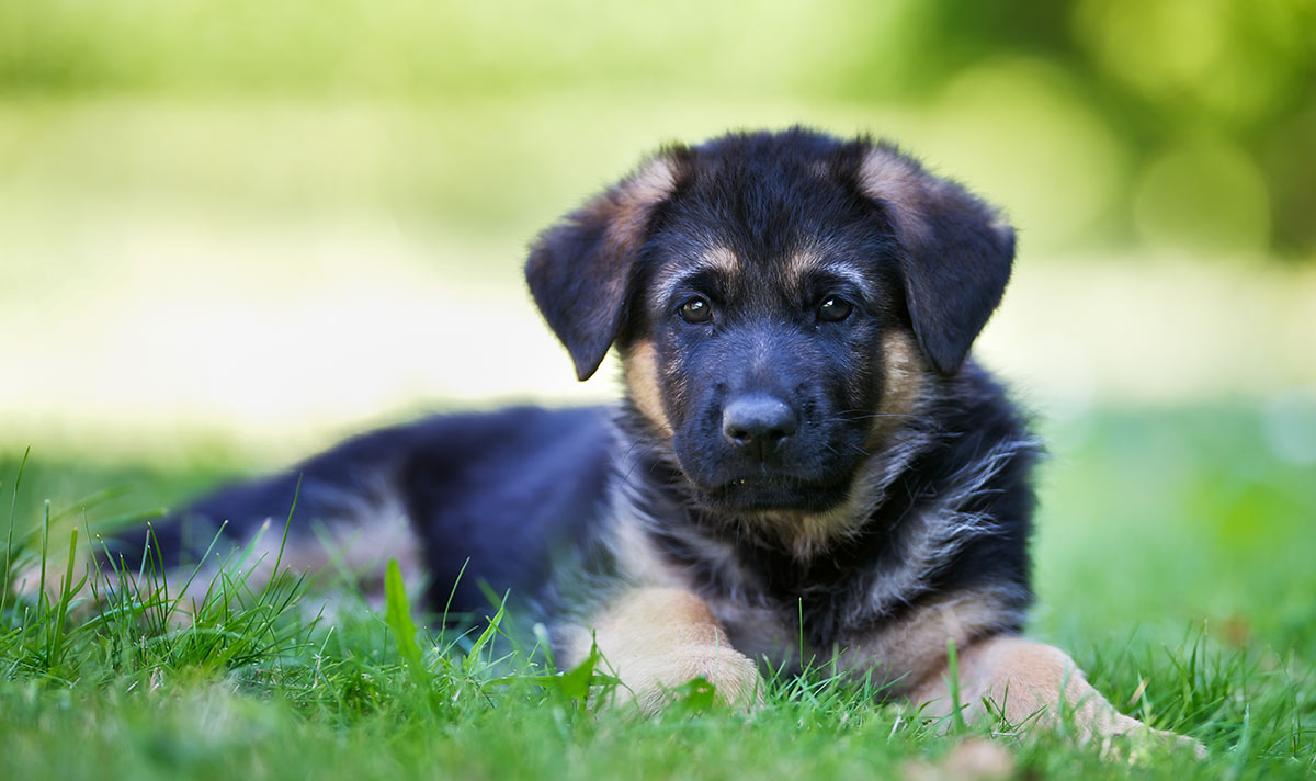 How To Adopt A Puppy From A Shelter - The Happy Puppy Site