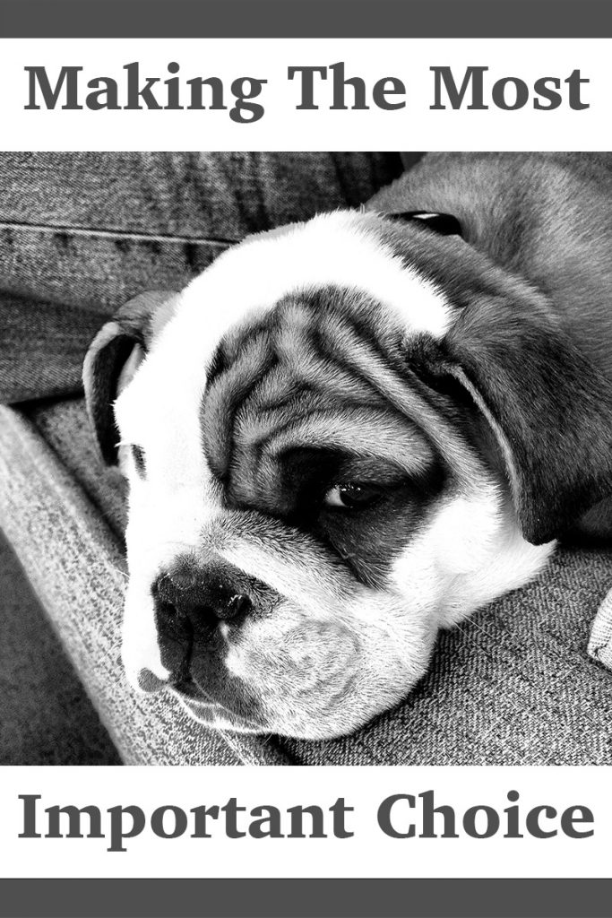 Dog Breed Selector What Dog Should I Get? The Happy Puppy Site