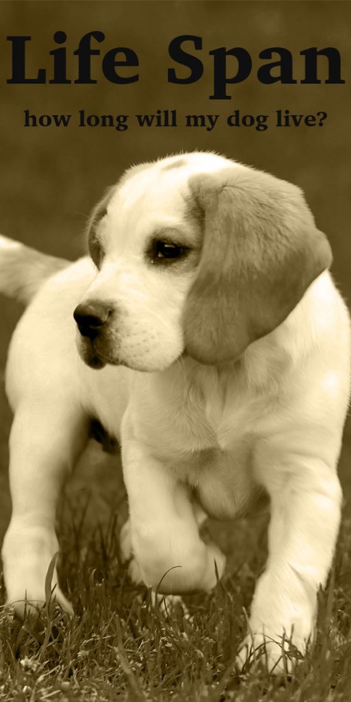 How Long Do Dogs Live? A Complete Guide to Canine Lifespan