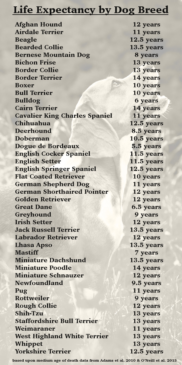 Dog Life Expectancy Chart By Weight