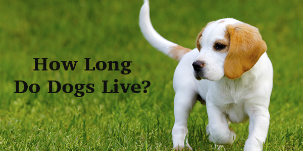 how-long-do-dogs-live-a-complete-guide-to-canine-life-span-the-happy