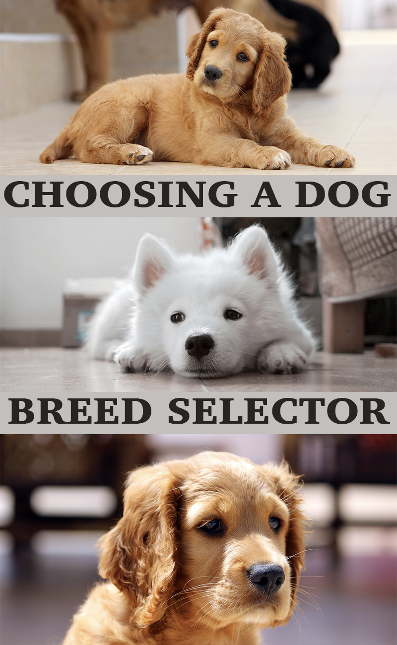 Pedigree dog breed store selector