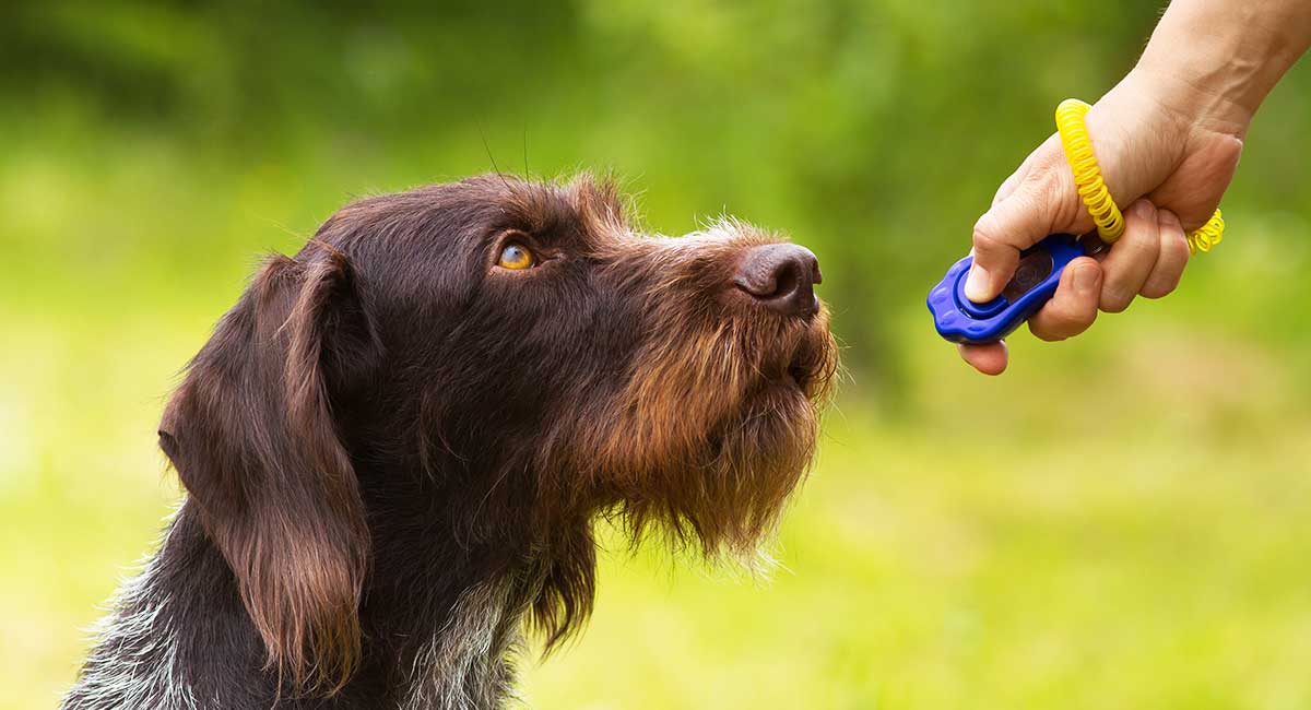 German Wirehaired Pointer and clicker