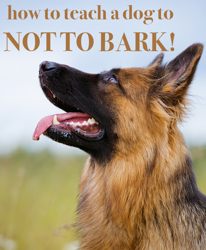 teach dog not to bark