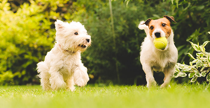 9-ways-to-have-a-successful-dog-training-session-the-happy-puppy-site