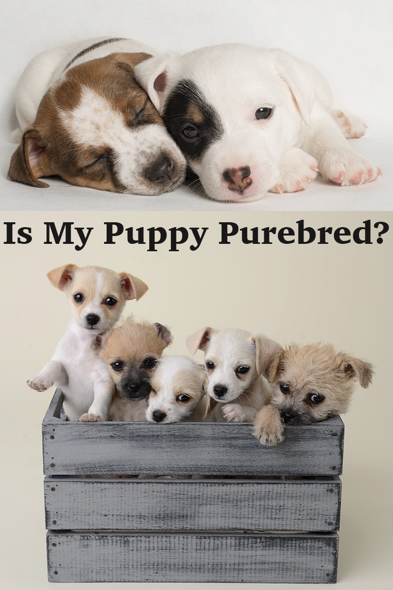 How To Tell If A Dog Is Purebred The Happy Puppy Site