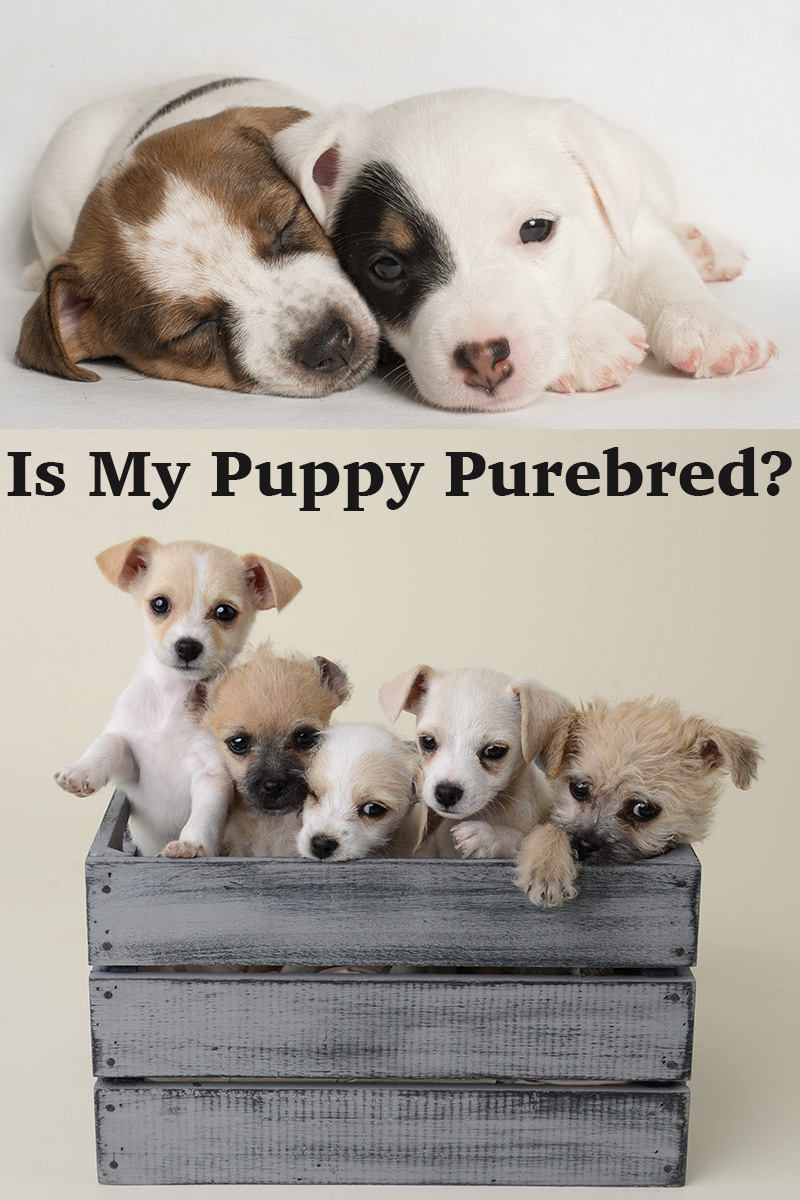 What Is The Definition Of A Purebred Animal