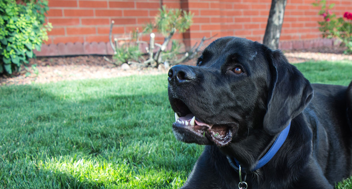 Labrador store not barking