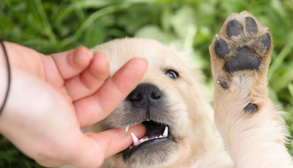 Puppy keeps clearance biting everything