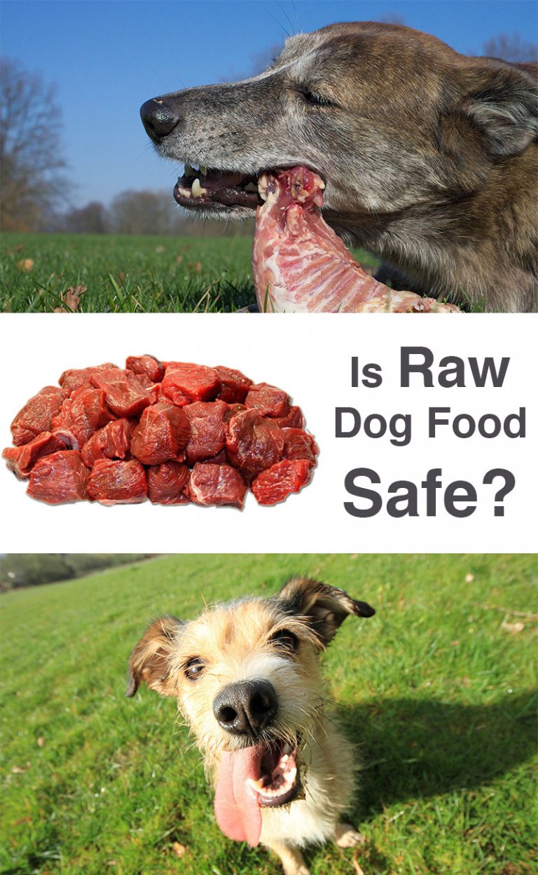 Raw Meat For Dogs Is It Safe? The Happy Puppy Site