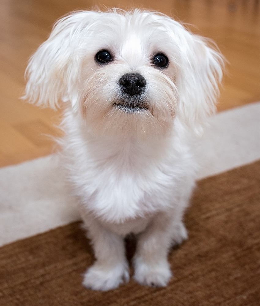 The Maltese - The Happy Puppy Site