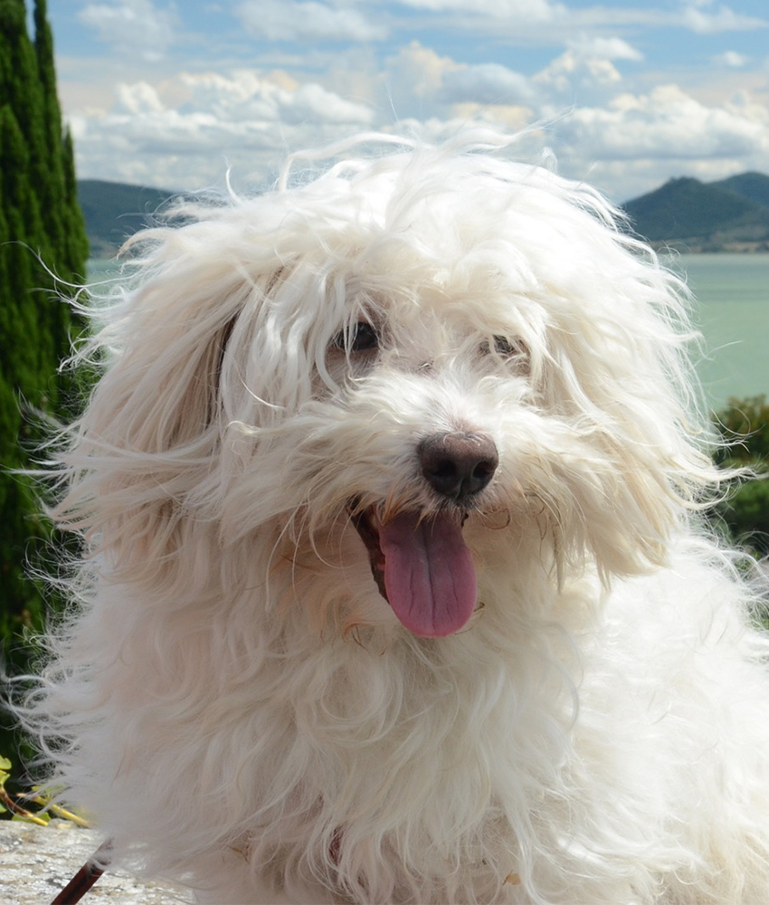 Maltese with tongue out