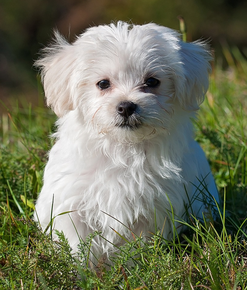 Maltese in grass