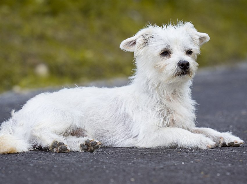 Maltese dog lying down