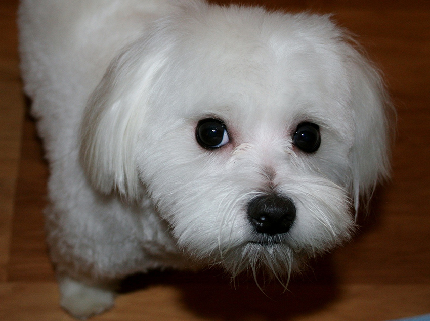 Cute Maltese