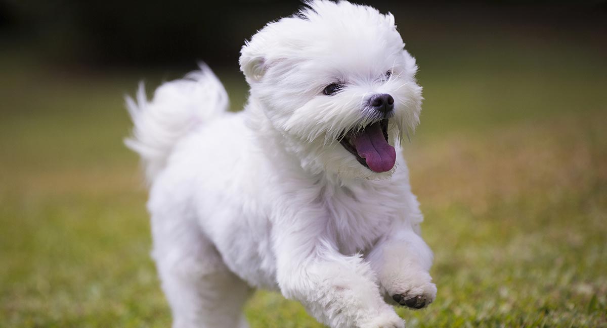 small white fluffy puppy