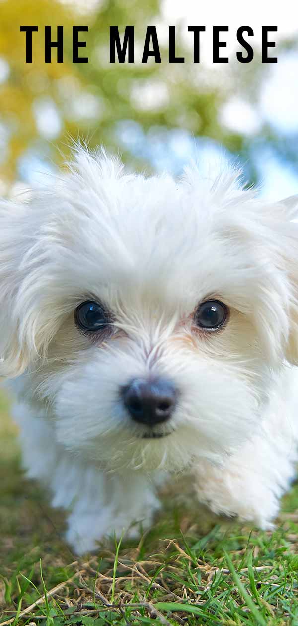 Maltese Dog Breed Information Center The Ultimate Fluffy White Puppy