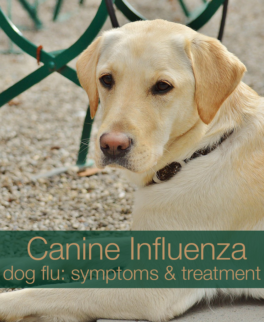 Dog Flu Symptoms And Treatment For Canine Influenza