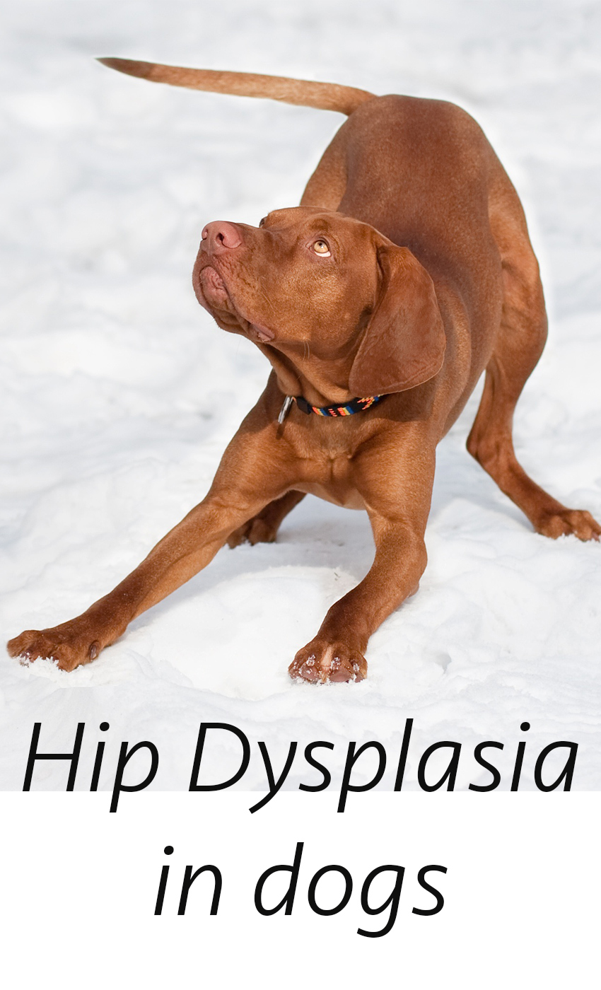 Hip Dysplasia In Dogs The Happy Puppy Site