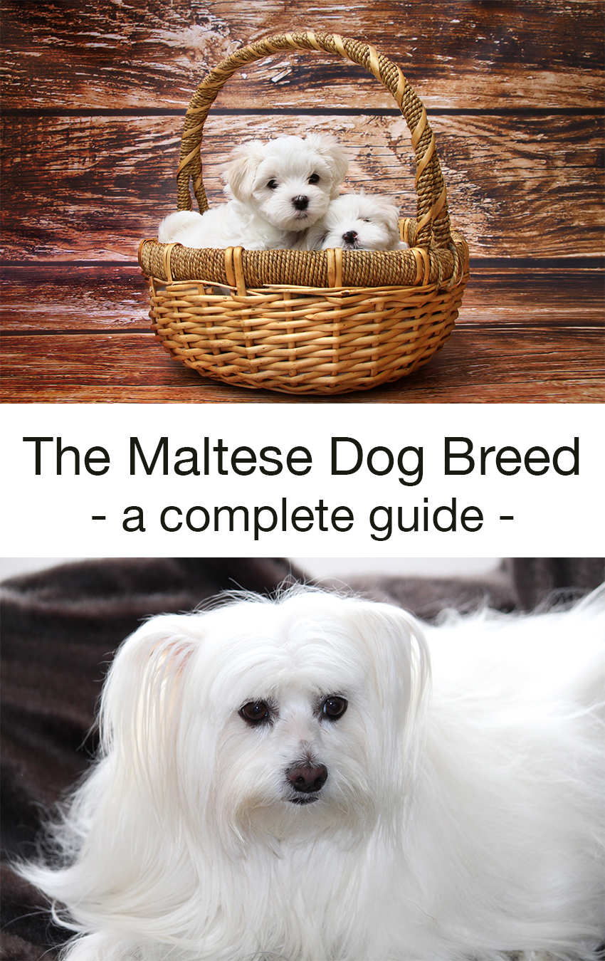 A complete guide to the maltese breed of dog