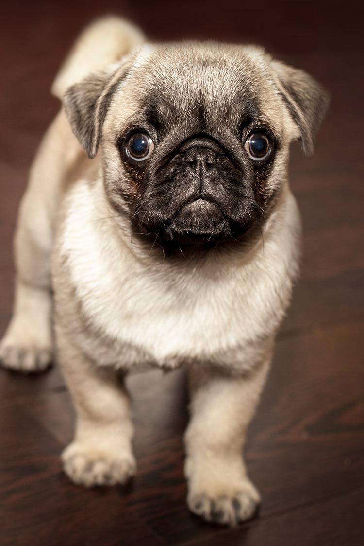 pug double curl tail