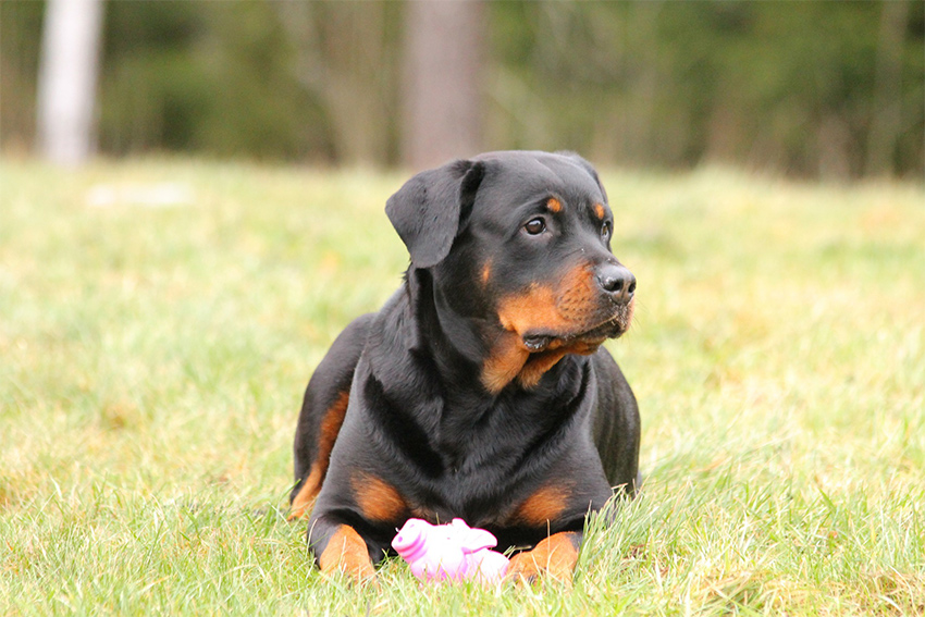 how much should a male rottweiler weight