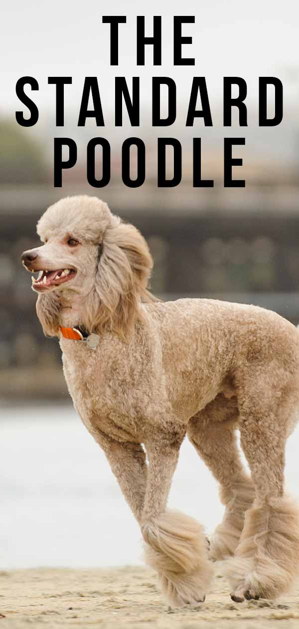 are standard poodles considered large breed