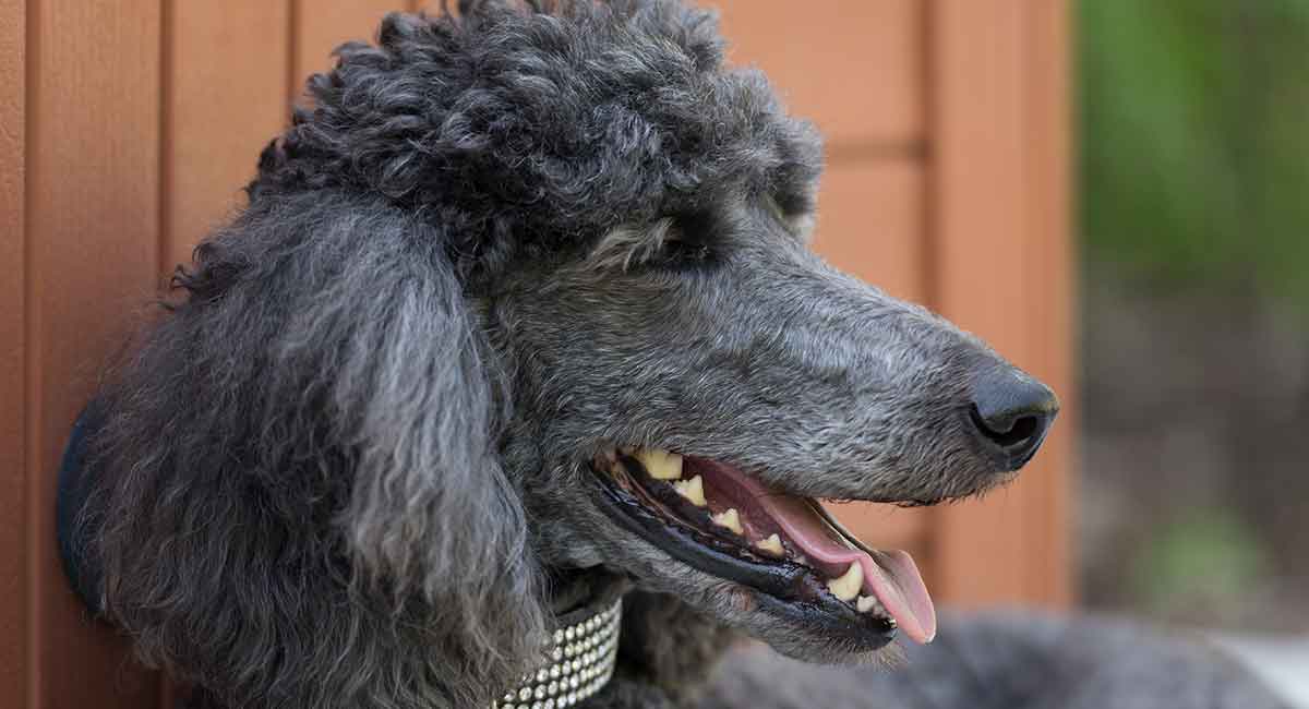 miniature standard poodle