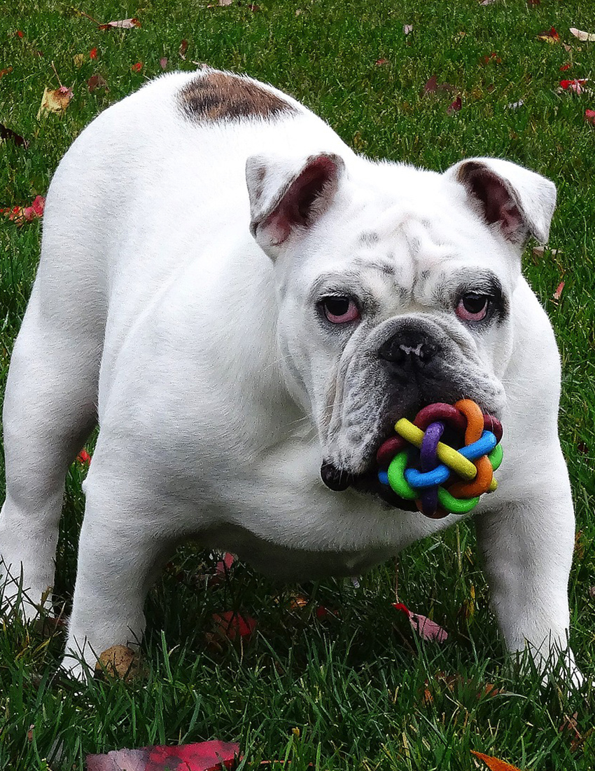 long haired american bulldog