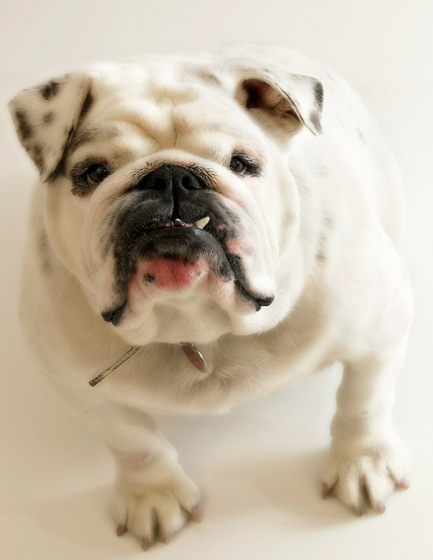 grey and white british bulldog