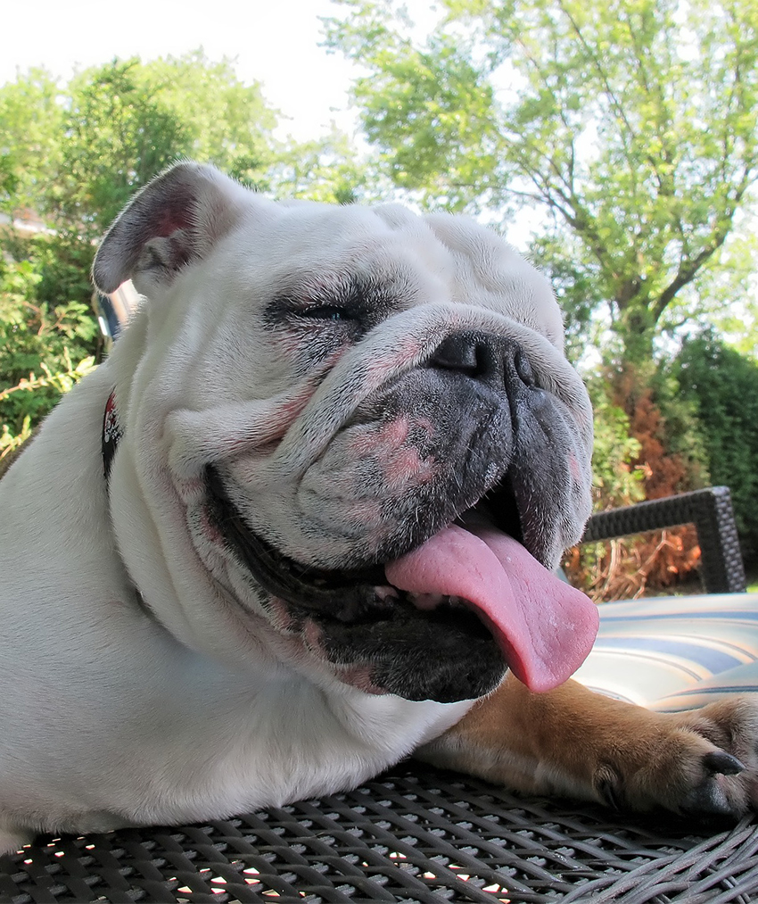 what to look for when buying a english bulldog