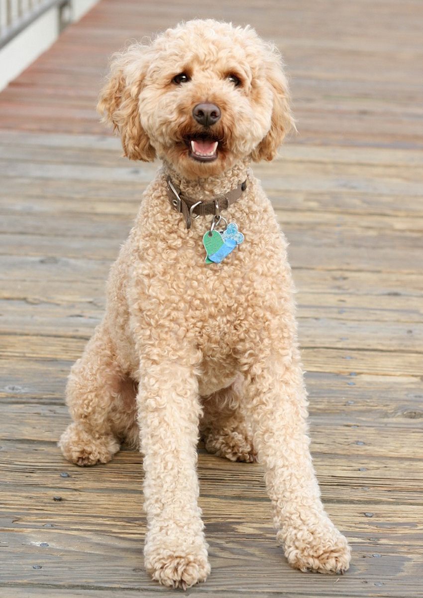 giant poodle dog