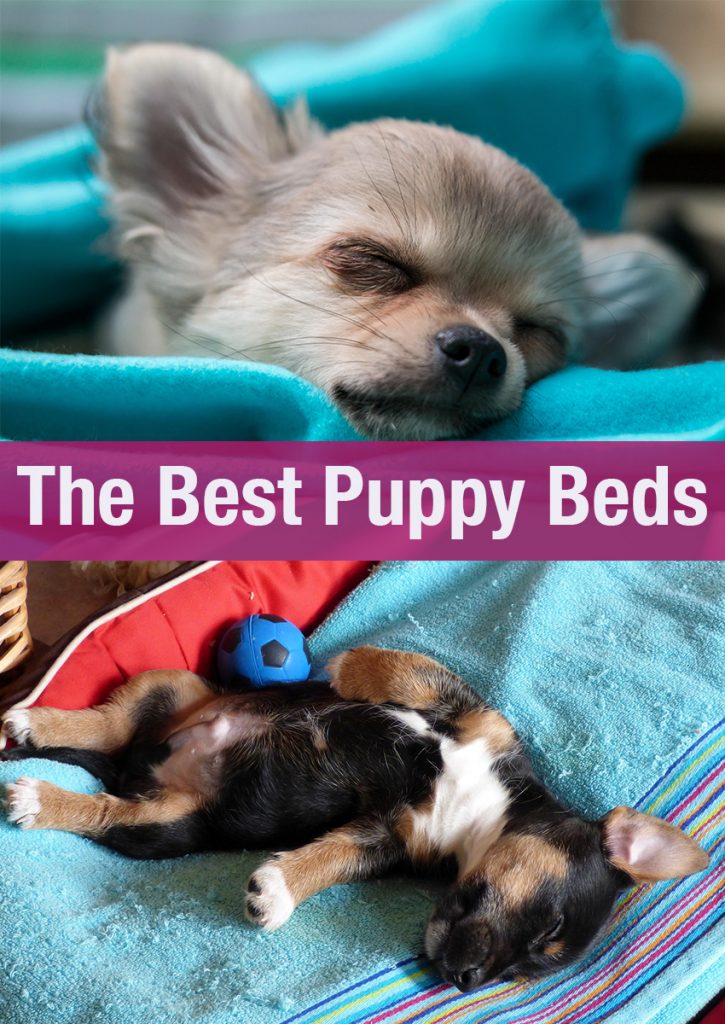 Best Puppy Beds For Your Sleepy Little Dog The Happy Puppy Site
